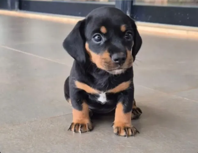 Filhotes de Dachshund Miniatura
