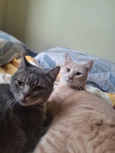 Doa-se dois gatos 
