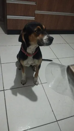 Doação fêmea 1 ano