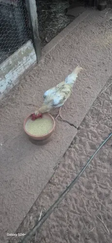 Galos mestiços