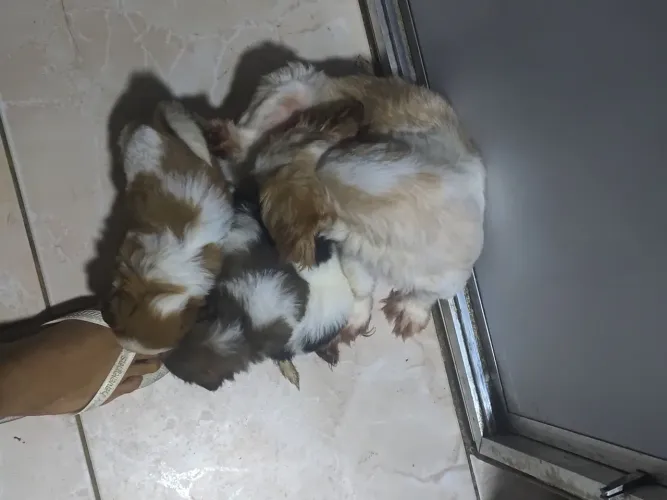 Filhotes de Shih Tzu