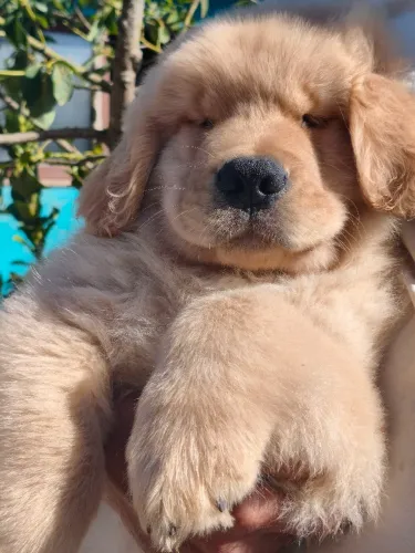 Filhotes de Golden Retriever 