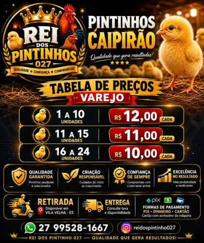 PINTINHOS CAIPIRÃO À VENDA - VILA VELHA/ES