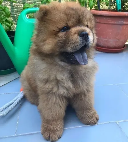 Chow Chow perfeito pronto pra ser entregue