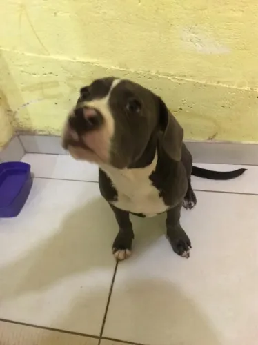 Doação responsável American Bully x Staffordshire 