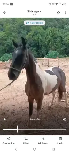 Animais