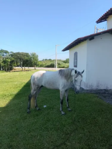 Cavalo