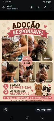 Gatos pra adoção responsável 