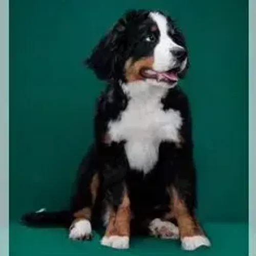 Bernese Mountain Dog,Bernese Mountain Dog Filhote Top Padrão da Raça
