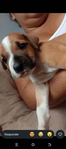 Cachorro boxer