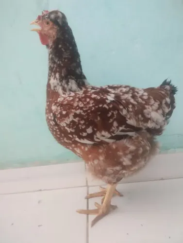 Vende no precinho estou parando de criar por isso tão barato