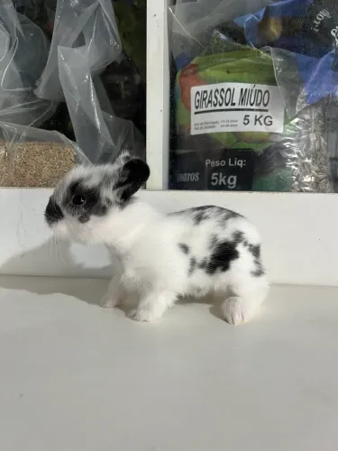 Mini coelho