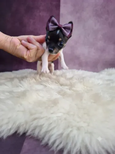 Pinscher Filhote Muito Esperta