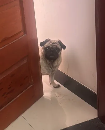 Vendo pug fêmea