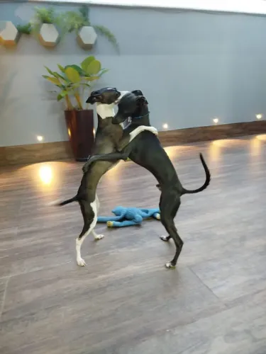 Galgo italiano filhotes