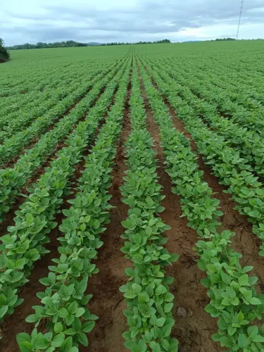 Fazenda de arrendamento ou venda 1.400hec em Paranatinga MT. Argila 30%