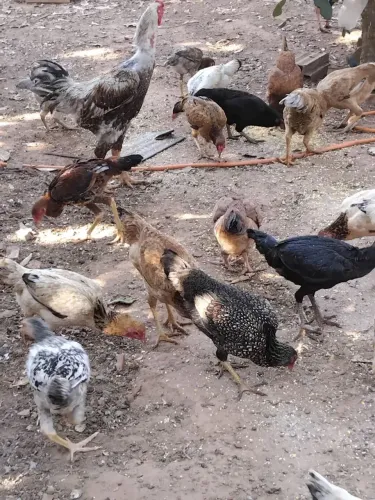 Galinhas caipira LEIA A DESCRIÇÃO