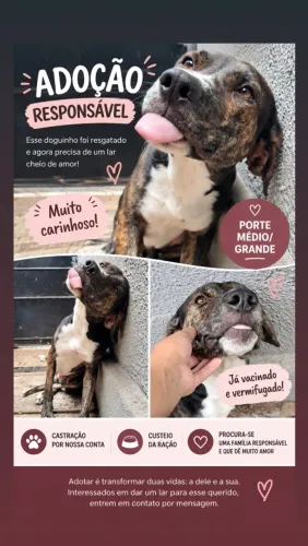 DOAÇÃO DE CÃO DE MÉDIO/GRANDE PORTE