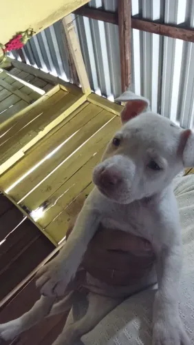 Pitbull fêmea filhote