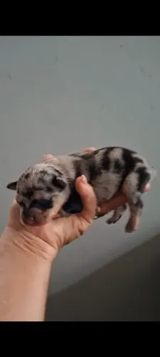 Pincher Macho Exótico.