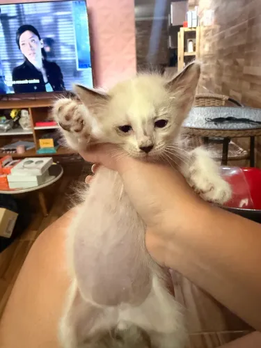 Filhote de gata fêmea para adoção, 45 dias