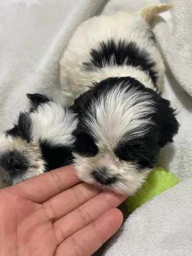 Filhotes macho shihtzu