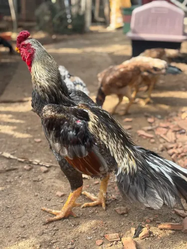Galo índio bico curto