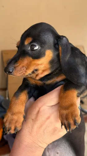 Filhote dachshund salsicha