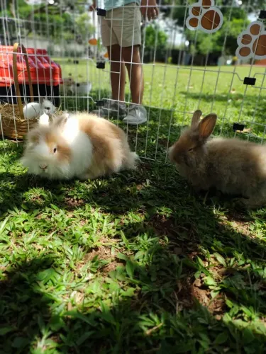 Mini coelhos e coelhos