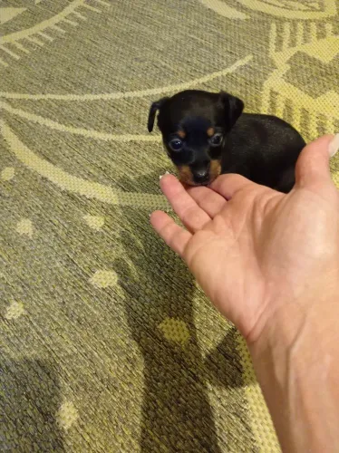 Pinscher 