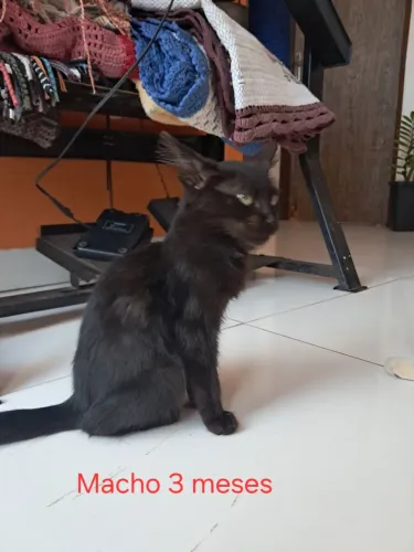 Doando gato resgatado