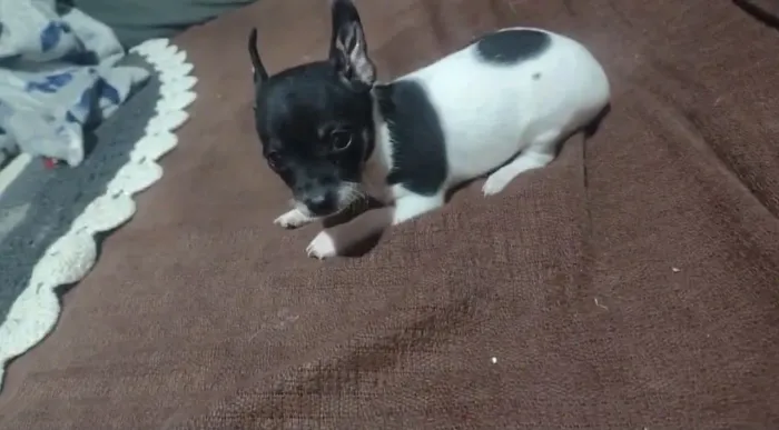 Vendo filhote macho pinscher
