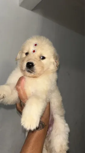 Golden Retriever filhotes com acompanhamento diário
