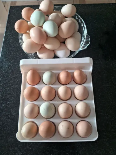 Ovos de Galinha Caipira