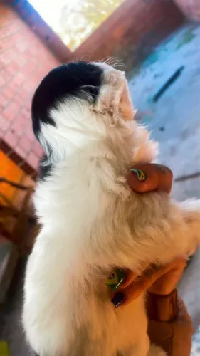 Peludinho é fofinho