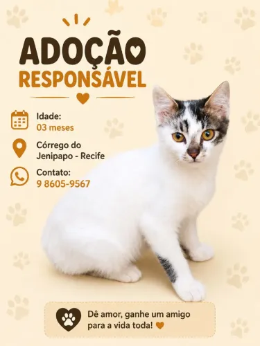 Adoção de Gatinho 
