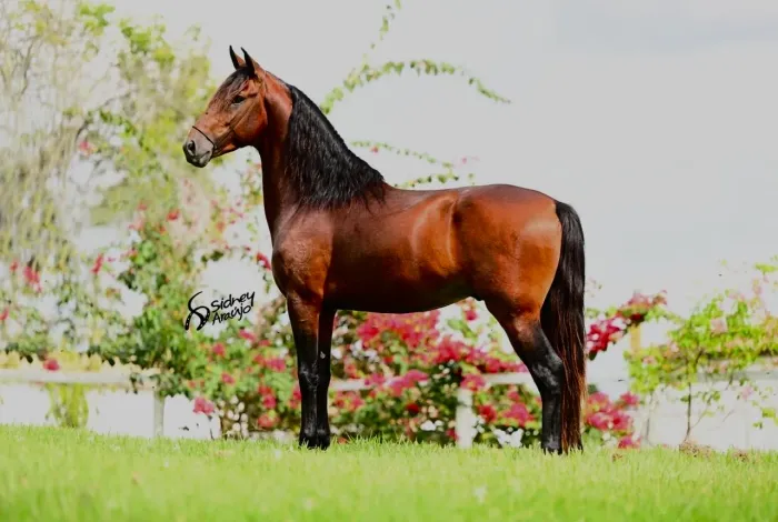 Cavalo castrado, PREMIADO, registrado de batida