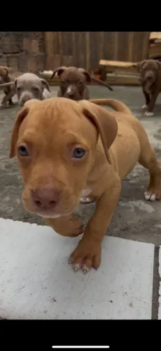 Pit Bull Pit Monster