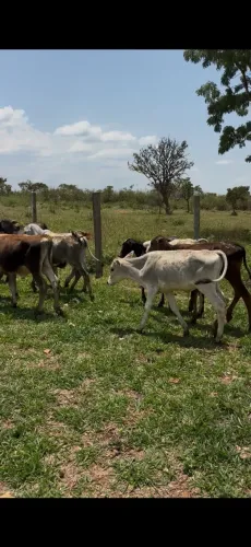 10 bezerros 5 machos 5 fêmeas