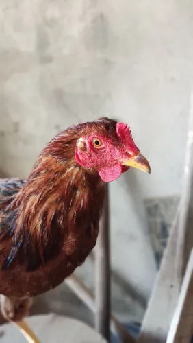 Frango novo