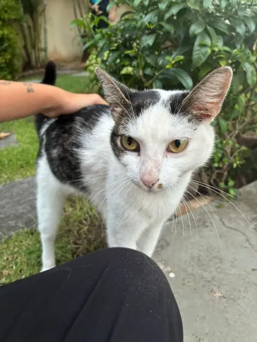 Gatinha fêmea para adoção responsável