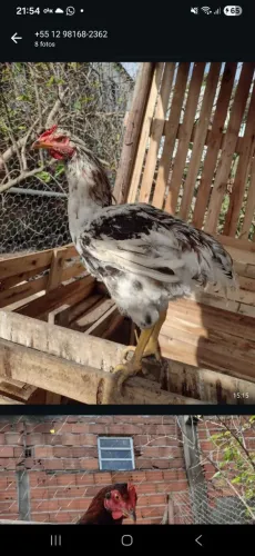Galinha caipira