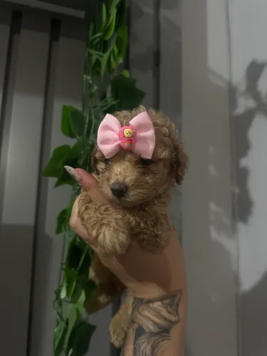 Filhote Poodle Toy Red legítimo com garantia pronto para entrega