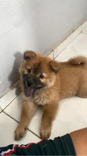 Cachorro