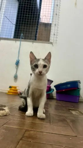 Gata filhote para adoção