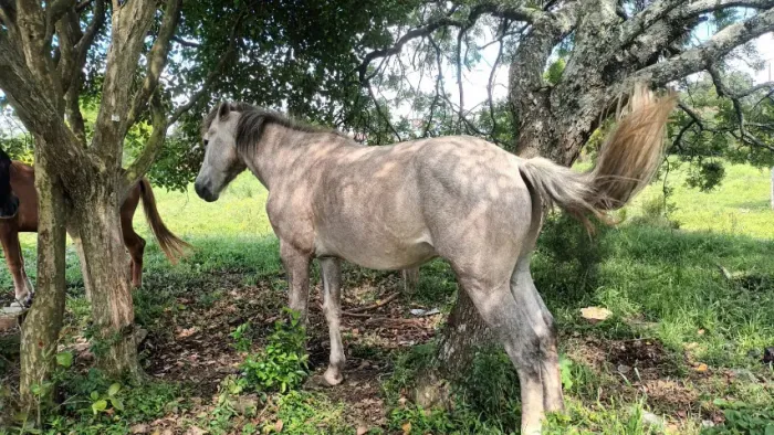 Cavalos em Santa Catarina