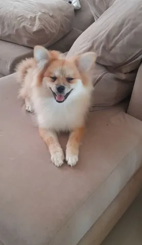 Lulu