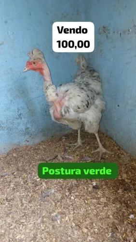 Galinha caipira