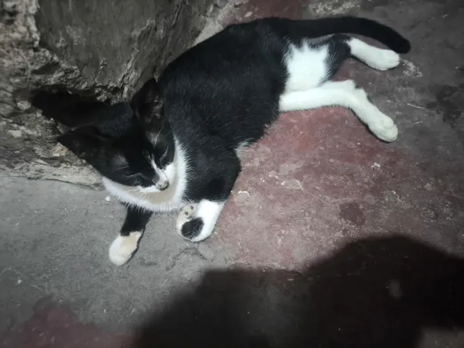 Gata frajola 
