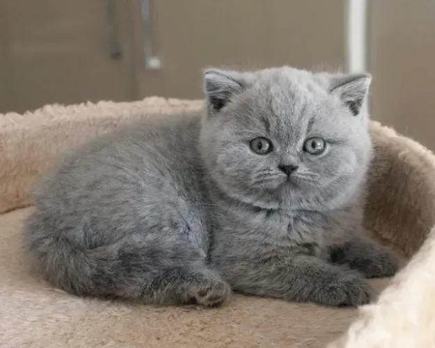British Shorthair Machos e Femeas 